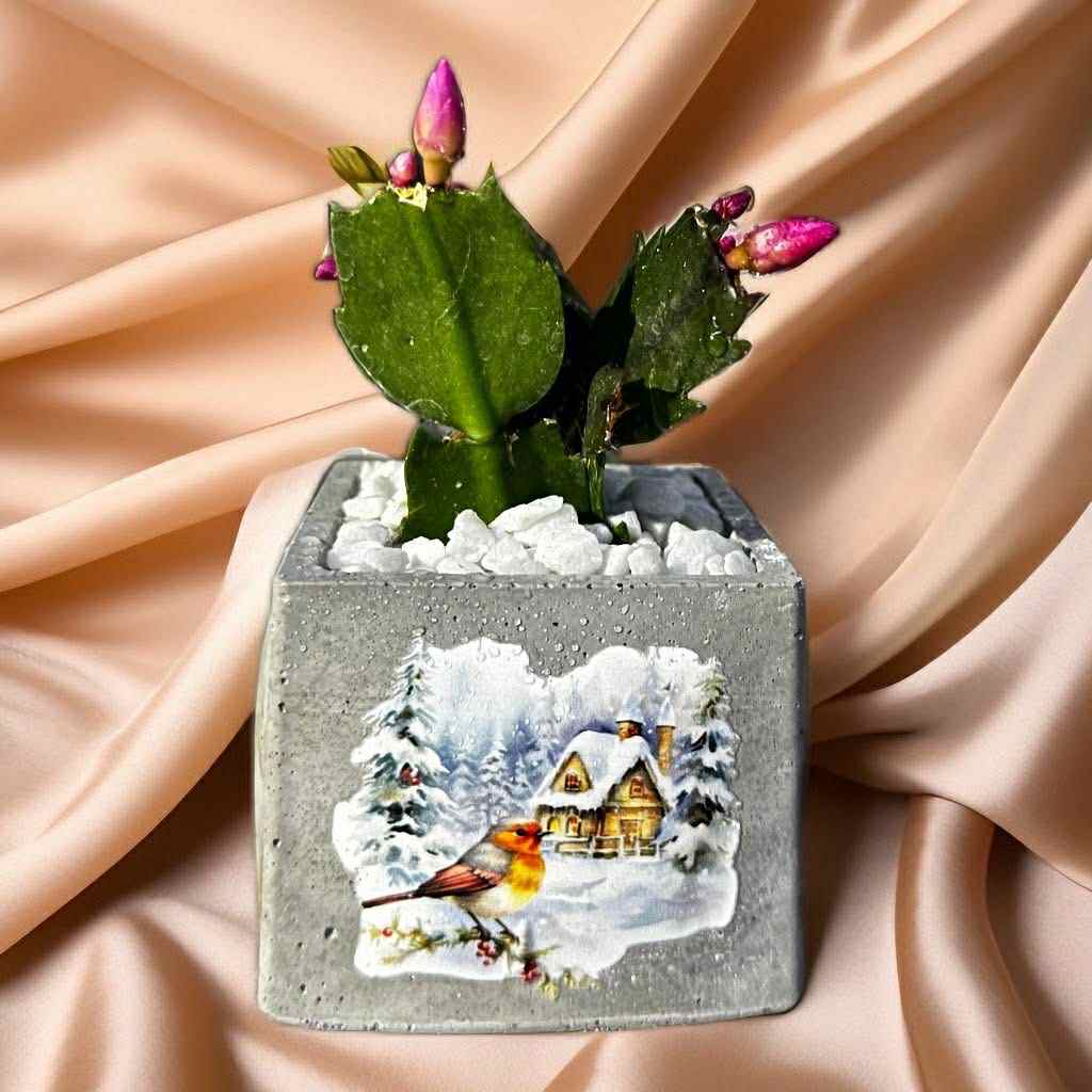 Téli hangulatú karácsonyi kaktusz kaspóban 2. verzió