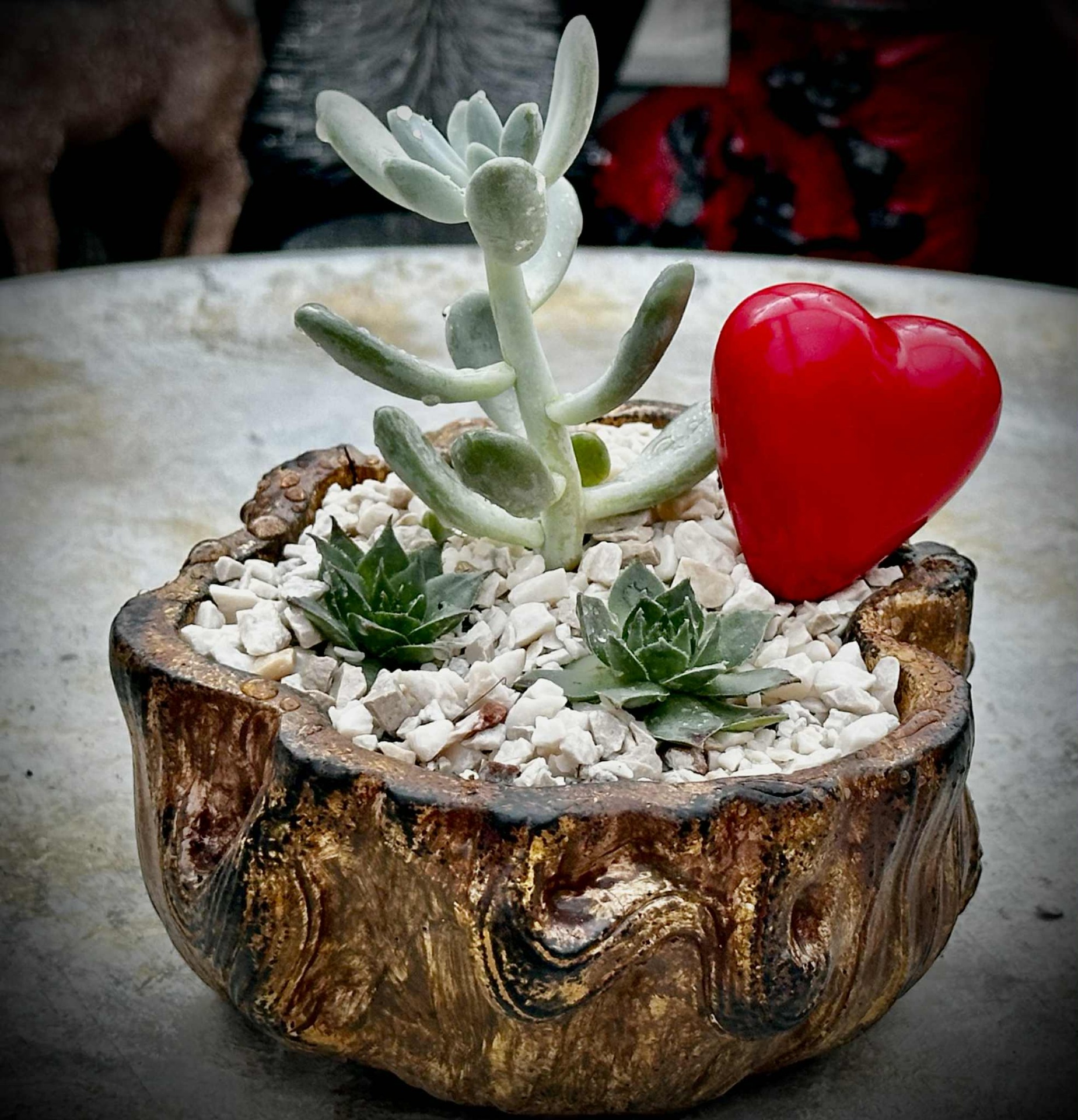 "Szívvarázs" élő pozsgás kompozíció 1 1