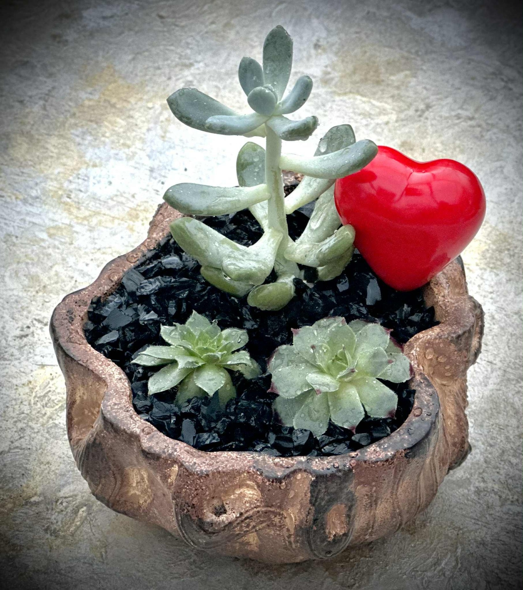 "Szívvarázs" élő pozsgás kompozíció 2 1